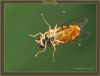 Hoverfly (4) by Fonzy -