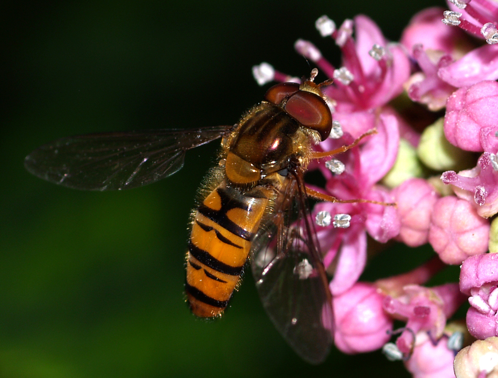 HovverFly on a Flower