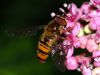 HovverFly on a Flower by Fonzy -