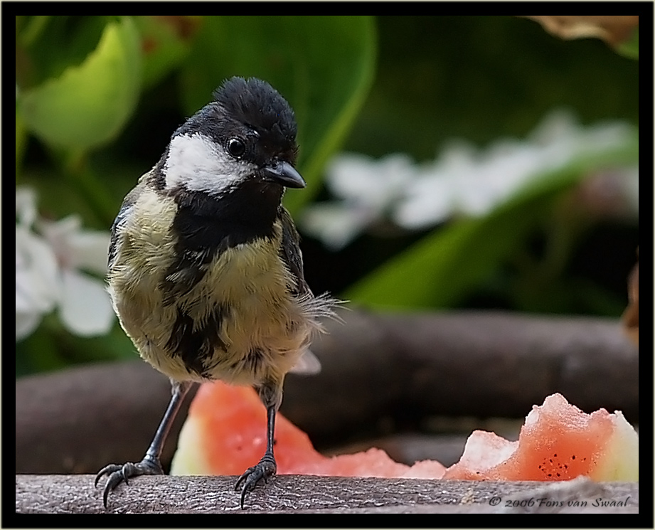 Wild Looking Tit