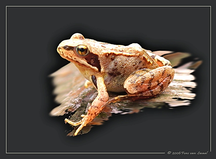 Frog (2)