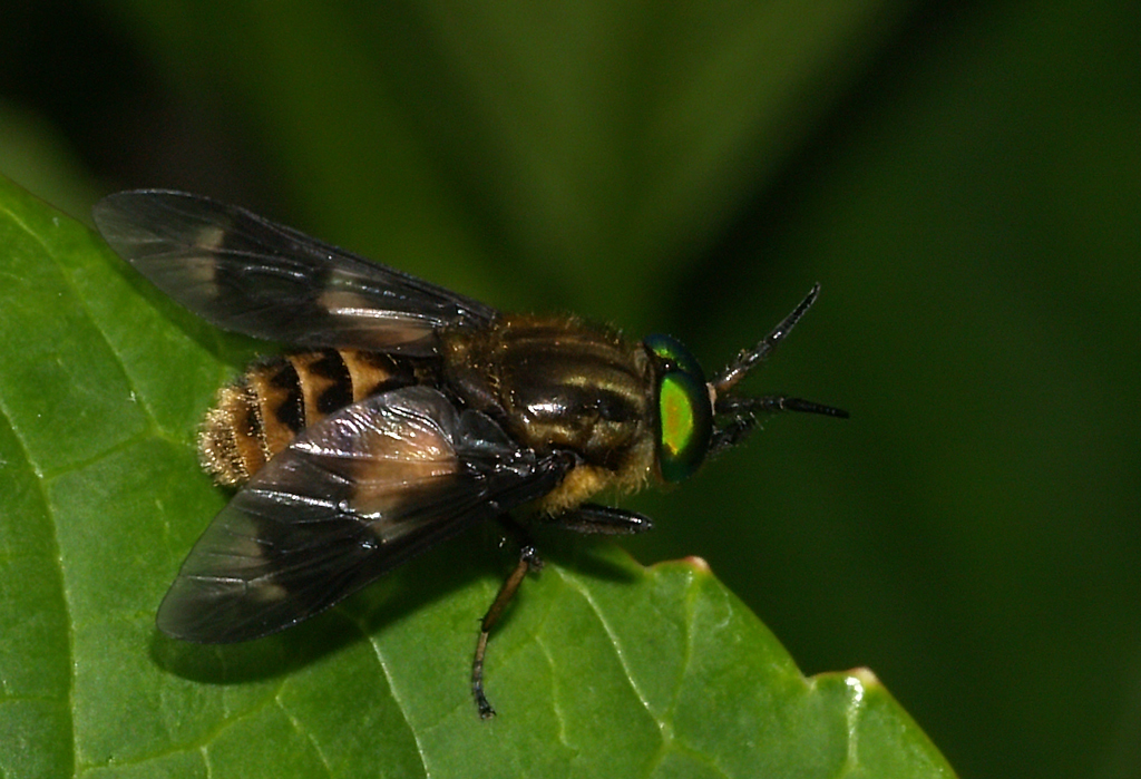Green eye's