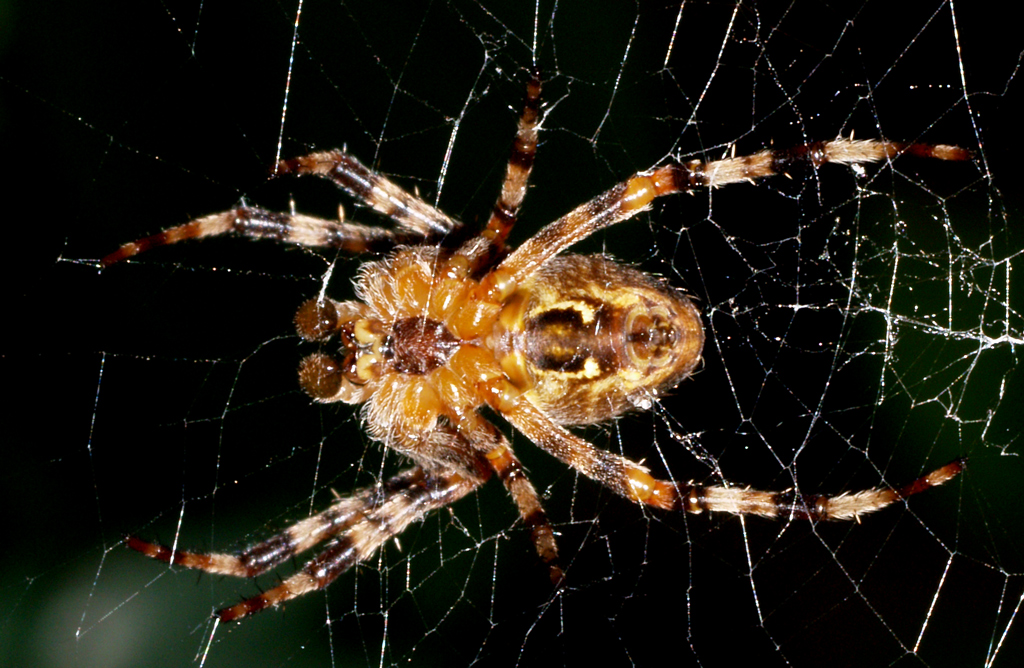 Spider (10 mm small)