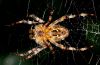 Spider (10 mm small) by Fonzy -
