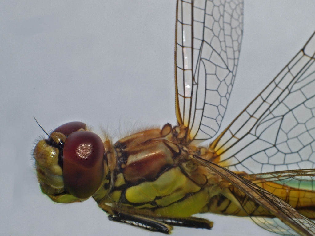 DragonFly (2)
