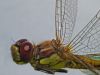 DragonFly (2) by Fonzy -