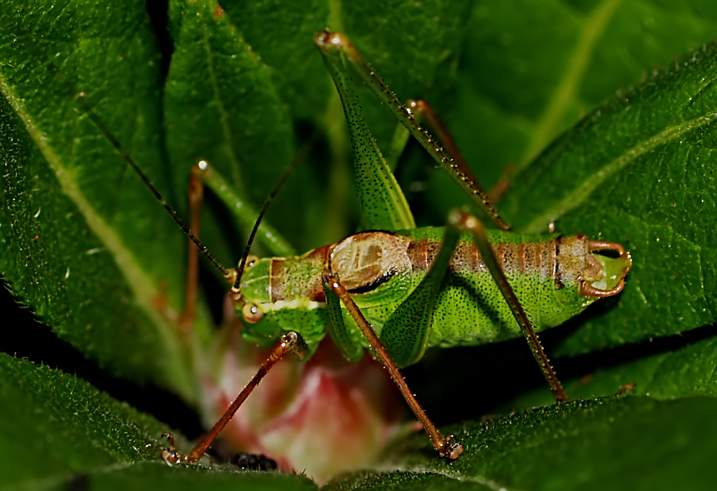Grasshopper