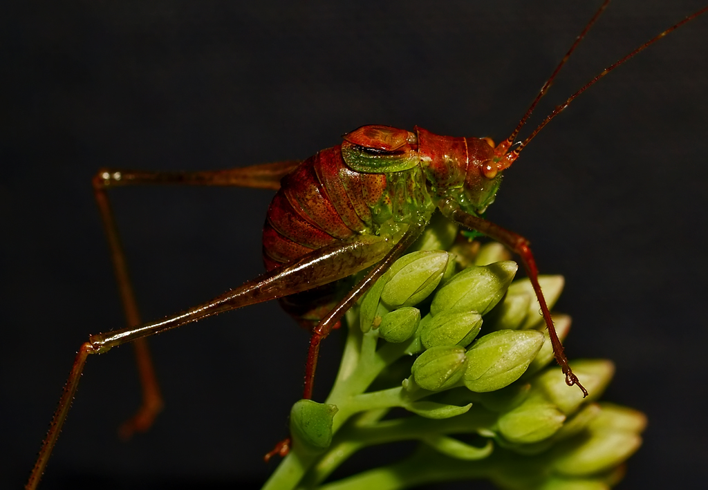 GrassHopper at Night