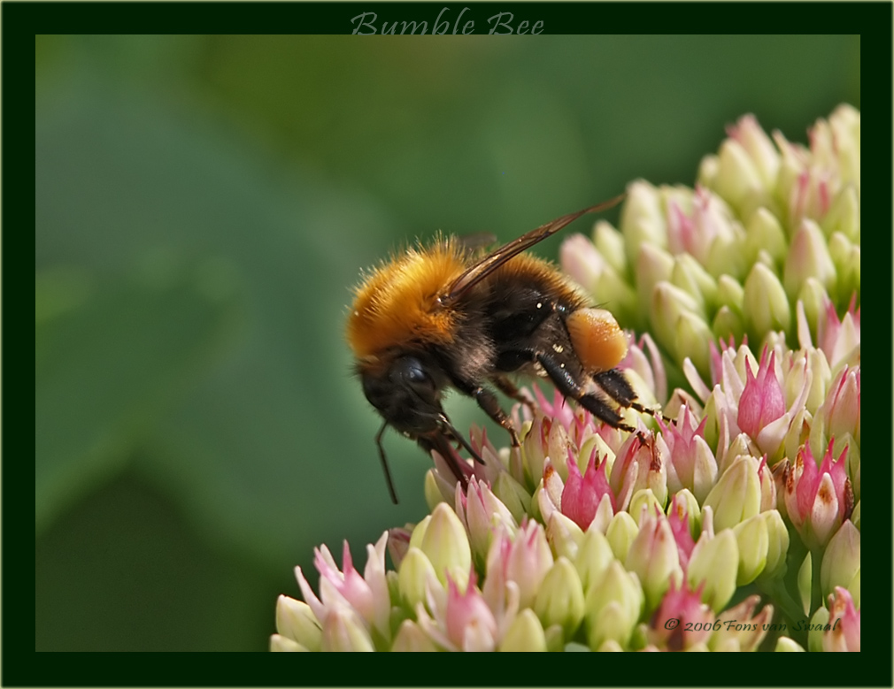 Bumble Bee (5)