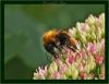 Bumble Bee (5) by Fonzy -