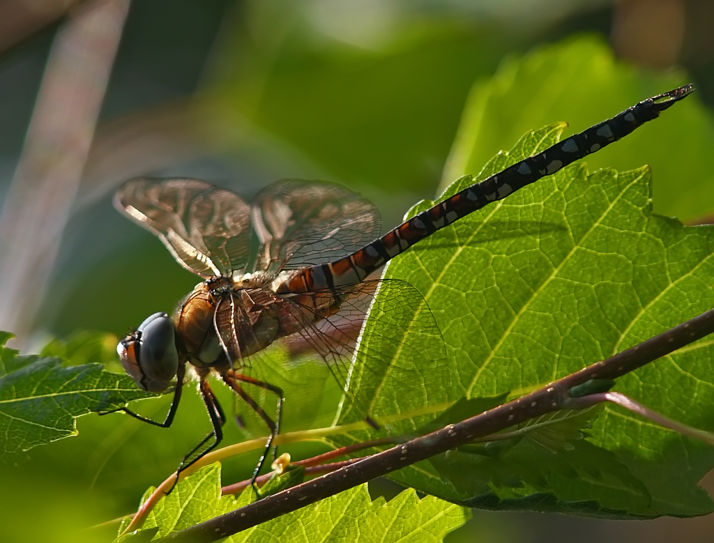 DragonFly (5)