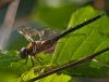 DragonFly (5) by Fonzy -