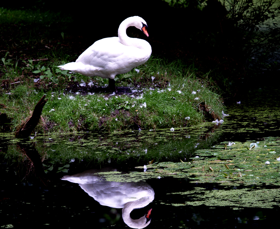 Swan and reflection
