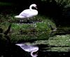 Swan and reflection by Fonzy -
