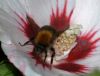 Bee in flower by Fonzy -