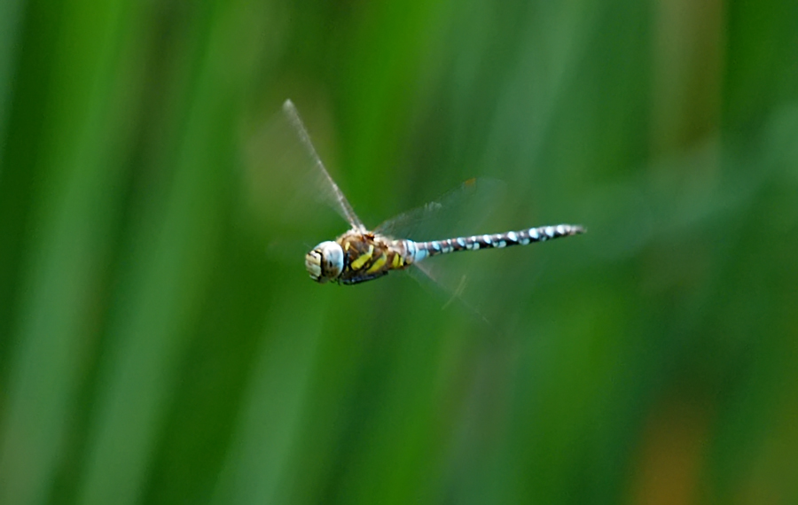 Dragonfly In flight