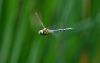 Dragonfly In flight by Fonzy -