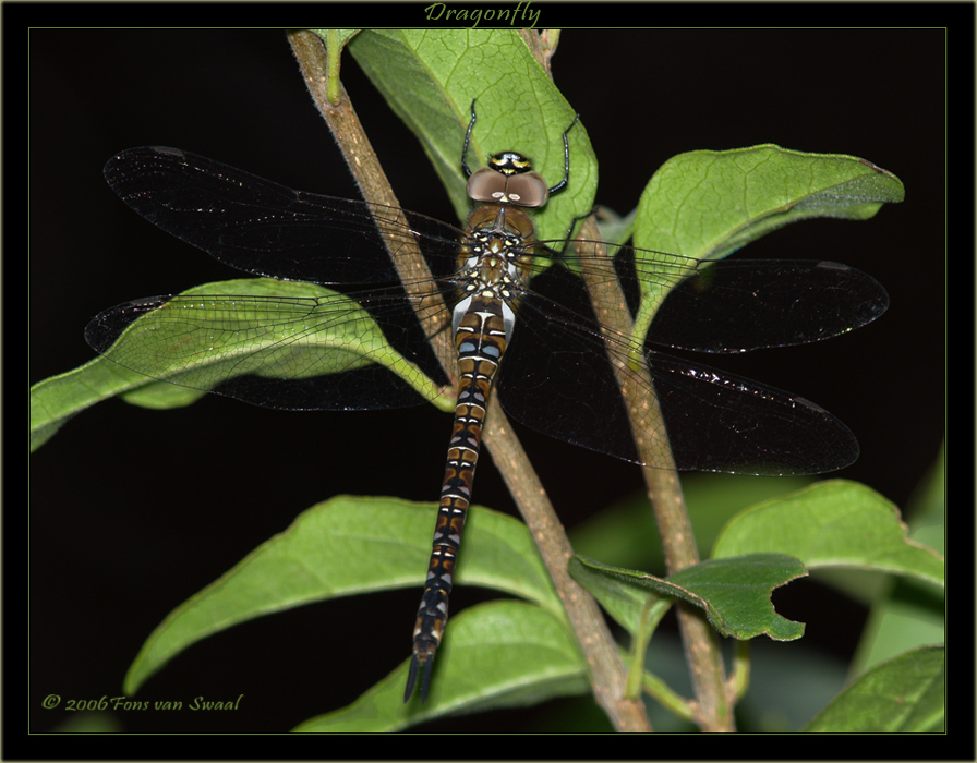 Dragonfly (11)