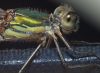 Damselfly Close-up by Fonzy -