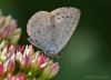 Hart shaped Butterfly by Fonzy -