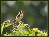 European Gold Finch (2) by Fonzy -