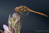 Dragonfly (12) by Fonzy -