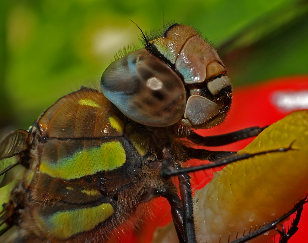 DragonFly close-up study