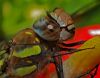 DragonFly close-up study by Fonzy -