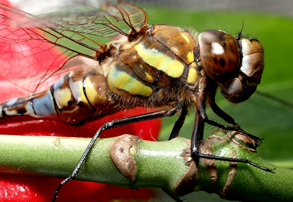 DragonFly close-up study (2)