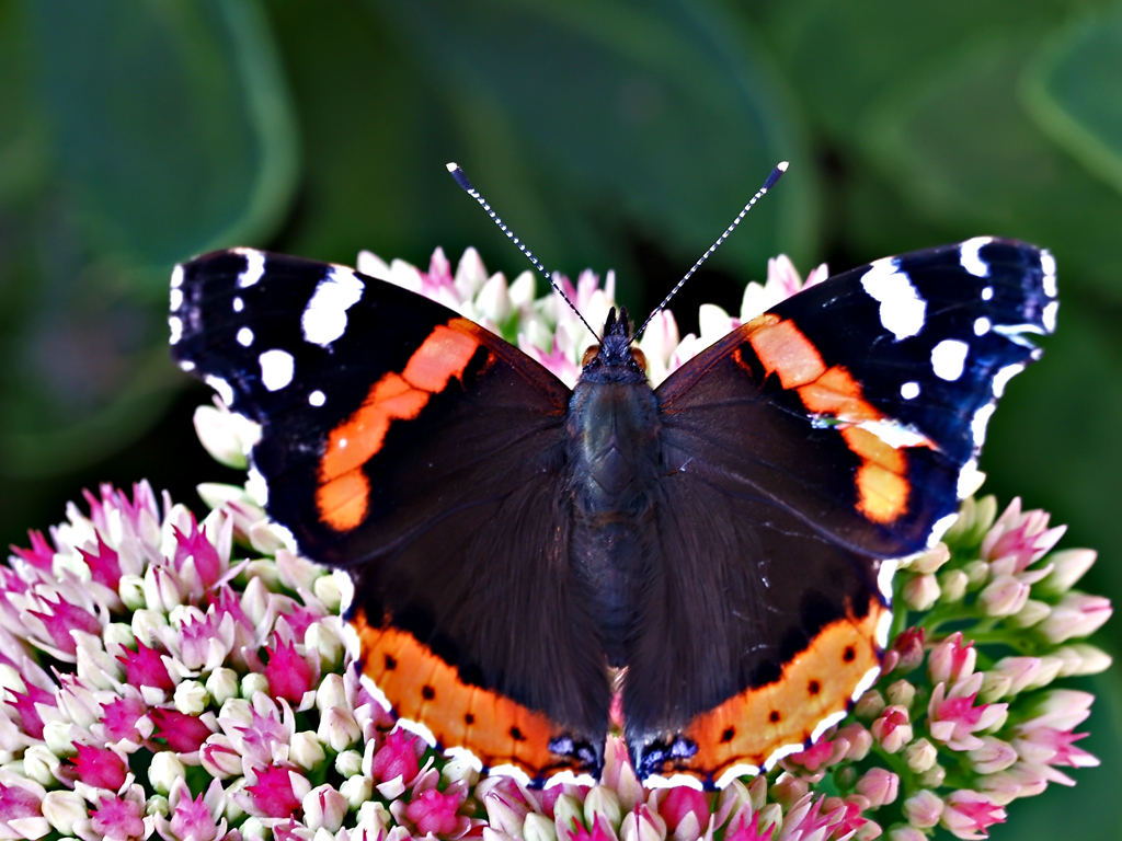 Aglais-Urticae