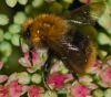 Bumble Bee enjoying his meal by Fonzy -