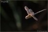 Dragonfly in flight (2) by Fonzy -