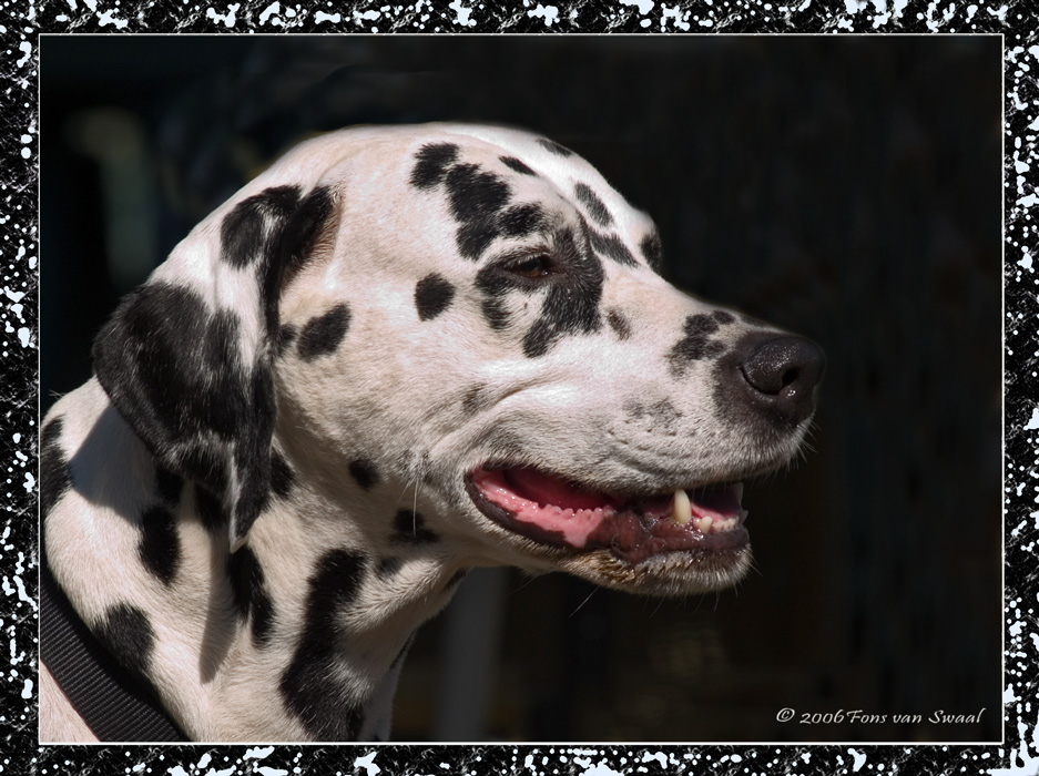 Dog Portrait