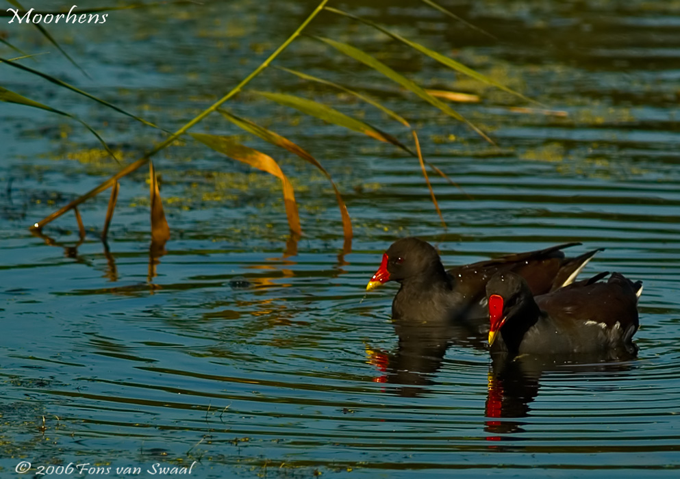 Moorhens