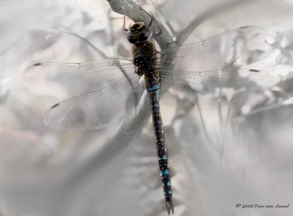 Dragonfly in the mist