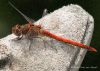 Red Dragonfly by Fonzy -