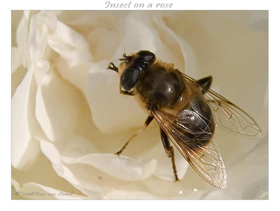 Insect on a Rose