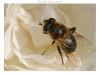 Insect on a Rose by Fonzy -