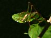 GrassHopper (2) by Fonzy -