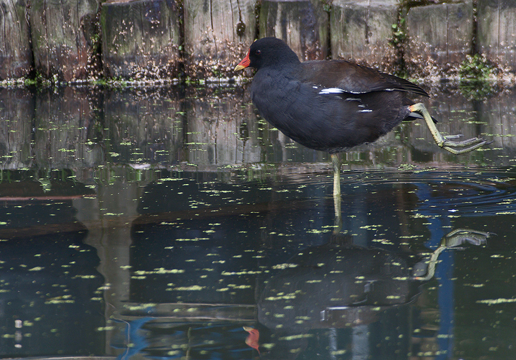 Moorhen ( Waterhoentje)