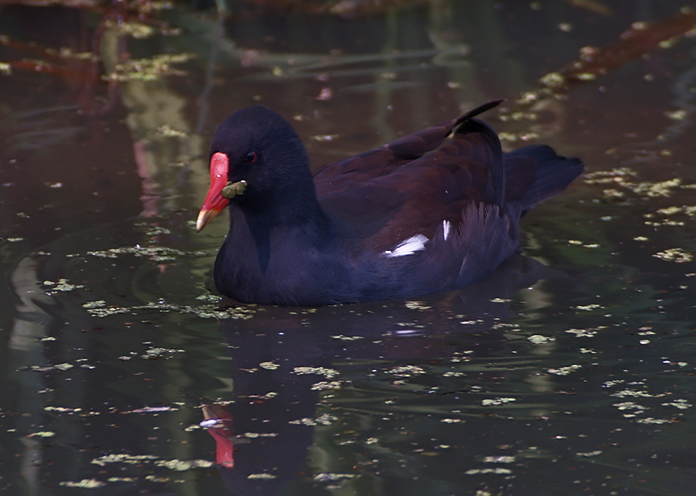 Moorhen(Waterhoen)