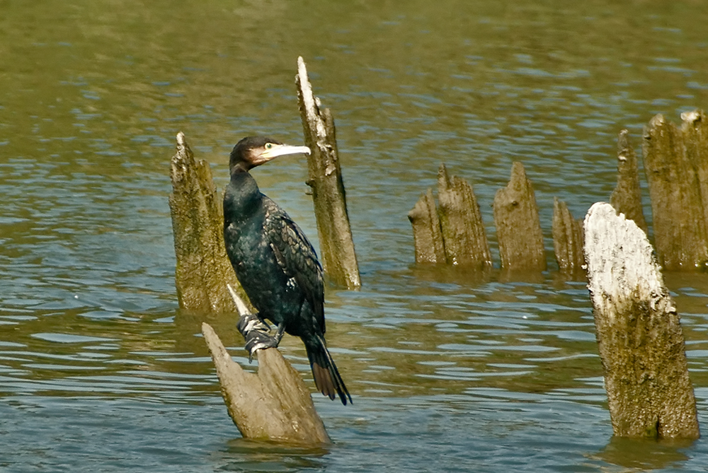 Great Cormorant (Aalscholver)