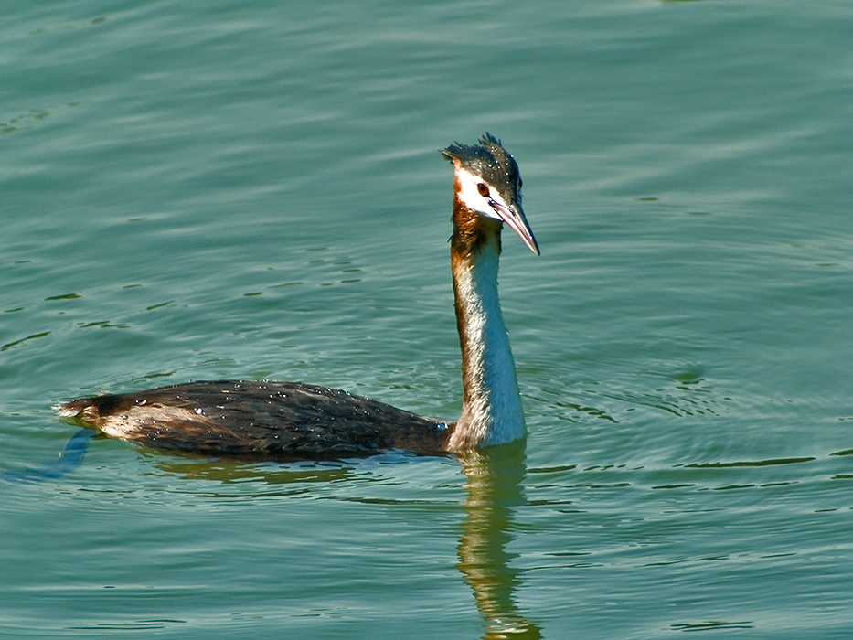 Great crested grebe