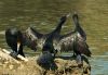 Great Cormorant (Aalscholver) (3) by Fonzy -