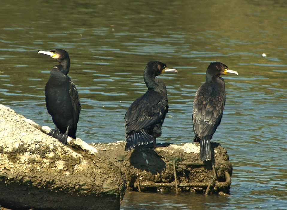 Great Cormorant (Aalscholver) (2)