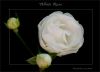 White Rose by Fonzy -