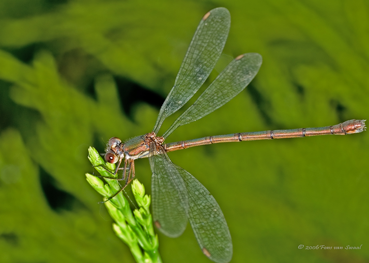 Damselfly (4)