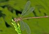 Damselfly (4) by Fonzy -