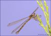 Damselfly (5) by Fonzy -