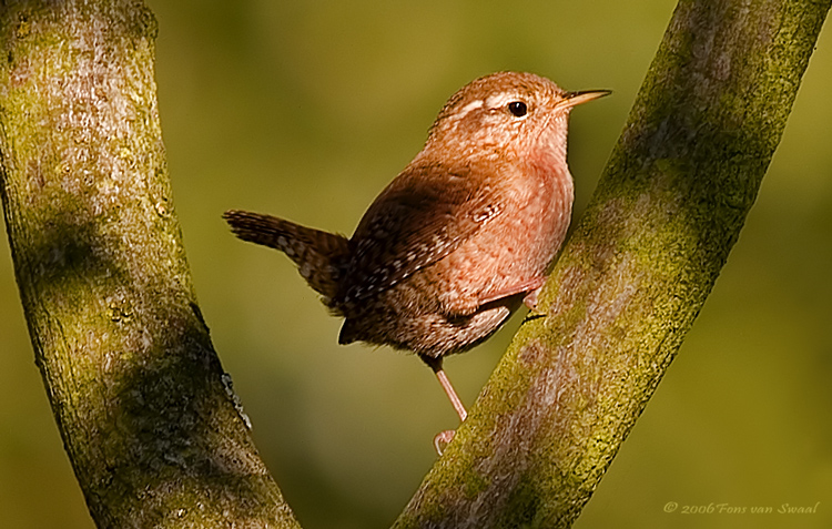 Winter Wren (Troglodytes troglodytes)